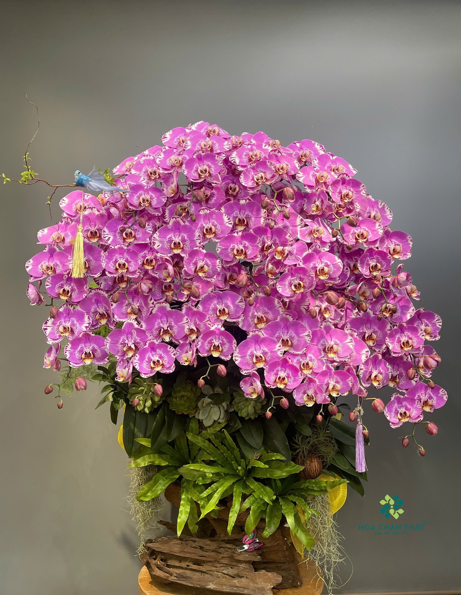 TOP 10 MẪU CHẬU HOA LAN HỒ ĐIỆP TRANG TRÍ PHÒNG KHÁCH image1 1