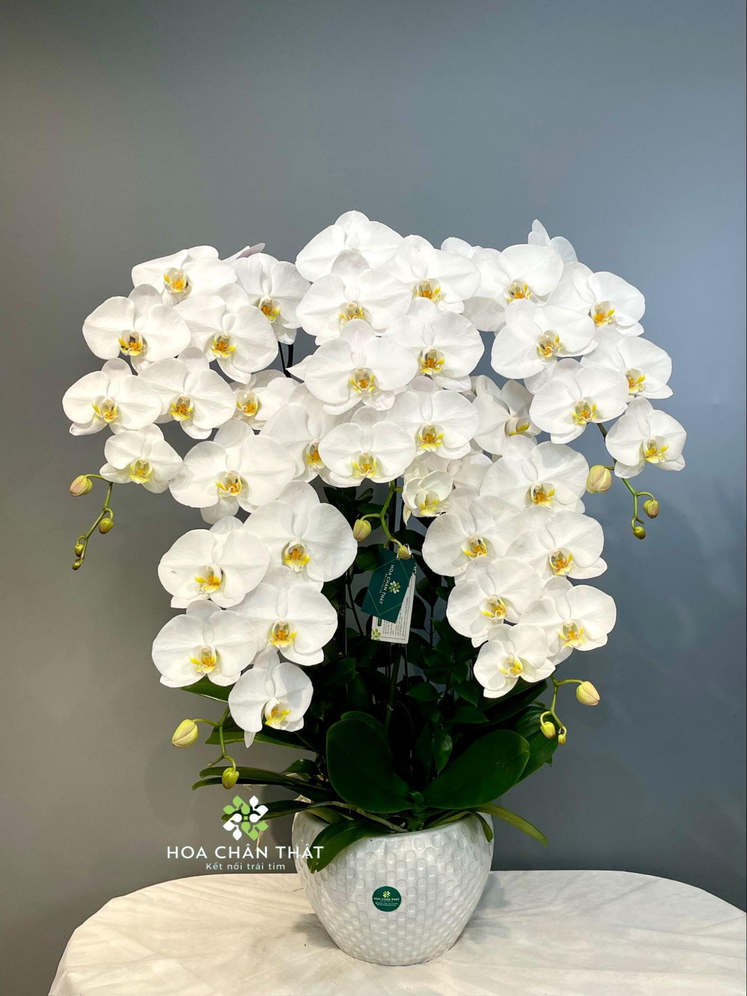 Top 5 Chậu Hoa Lan Hồ Điệp Tặng Thầy Cô Ngày Khai Giảng 