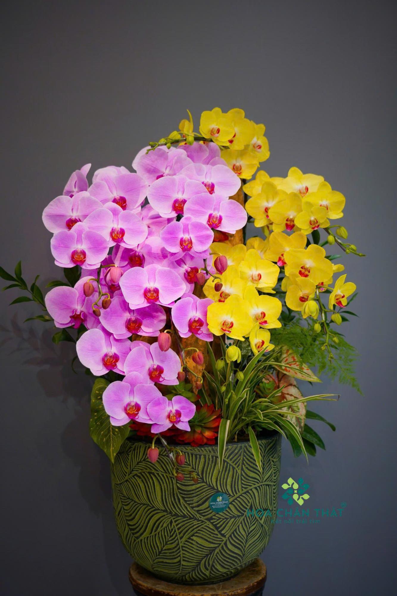 Top 5 Chậu Hoa Lan Hồ Điệp Tặng Thầy Cô – Gửi Gắm Lời Chúc image2