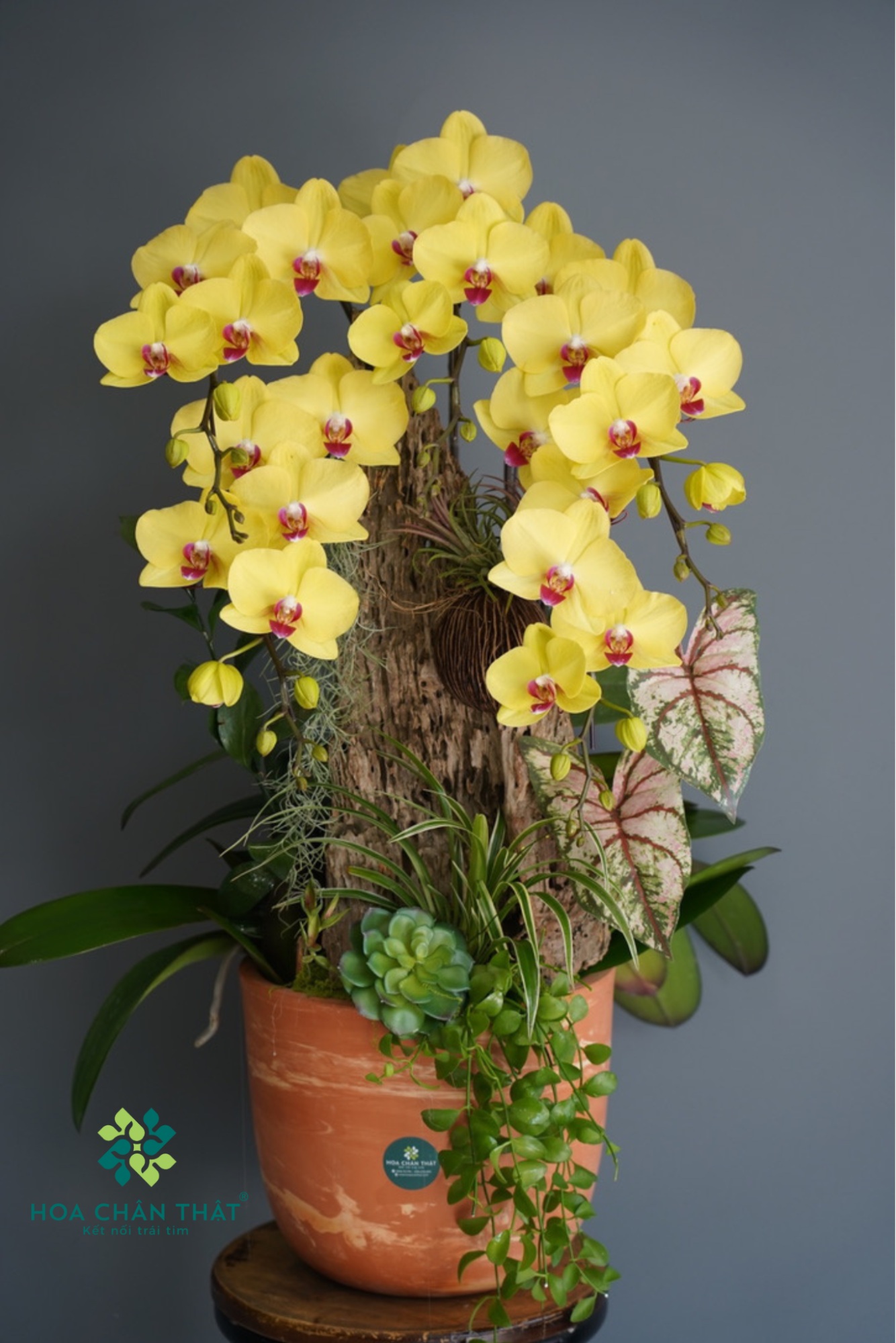 TOP 10 MẪU CHẬU HOA LAN HỒ ĐIỆP TRANG TRÍ PHÒNG KHÁCH image21