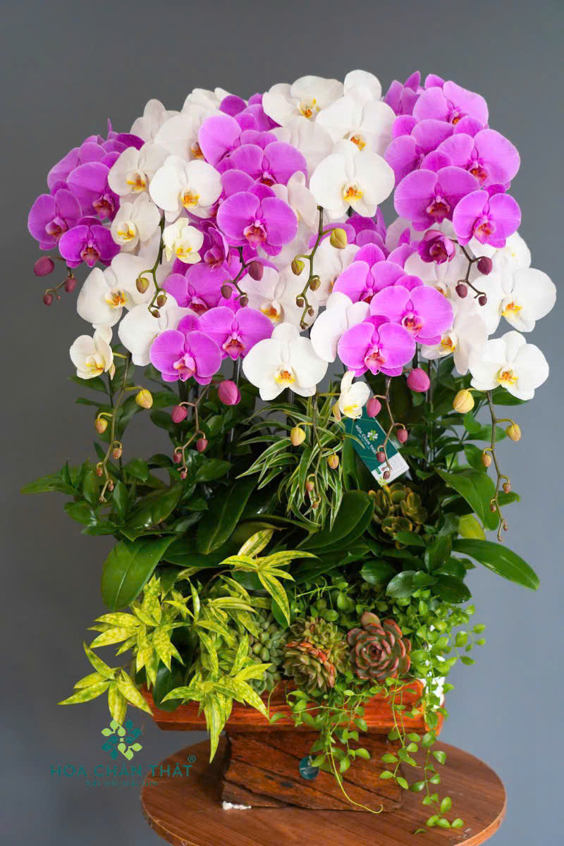 Tại Sao Nên Lựa Chọn Mua Hoa Lan Hồ Điệp Tại Hoa Chân Thật? image3 2