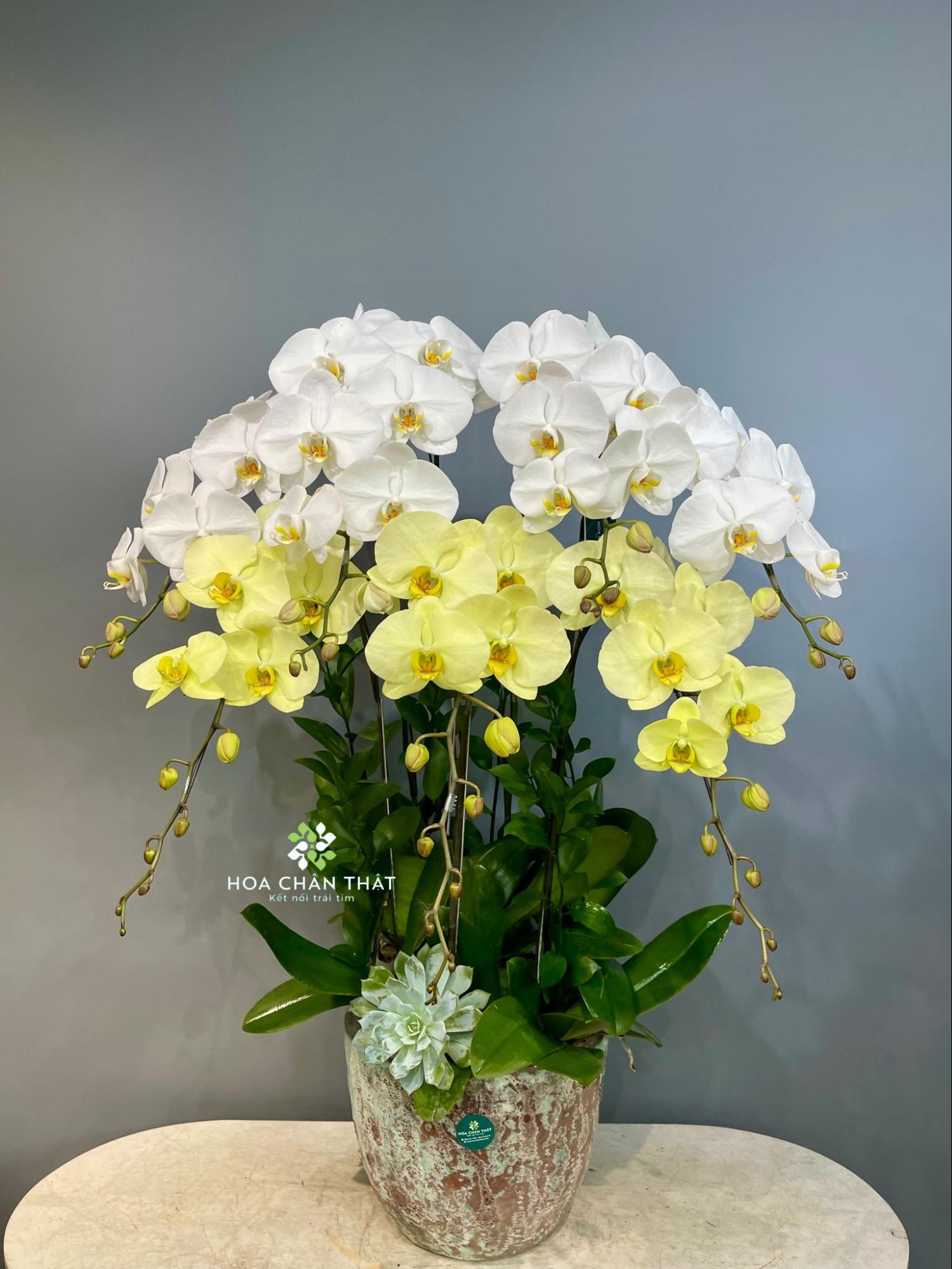 TOP 10 MẪU CHẬU HOA LAN HỒ ĐIỆP TRANG TRÍ PHÒNG KHÁCH image4 2