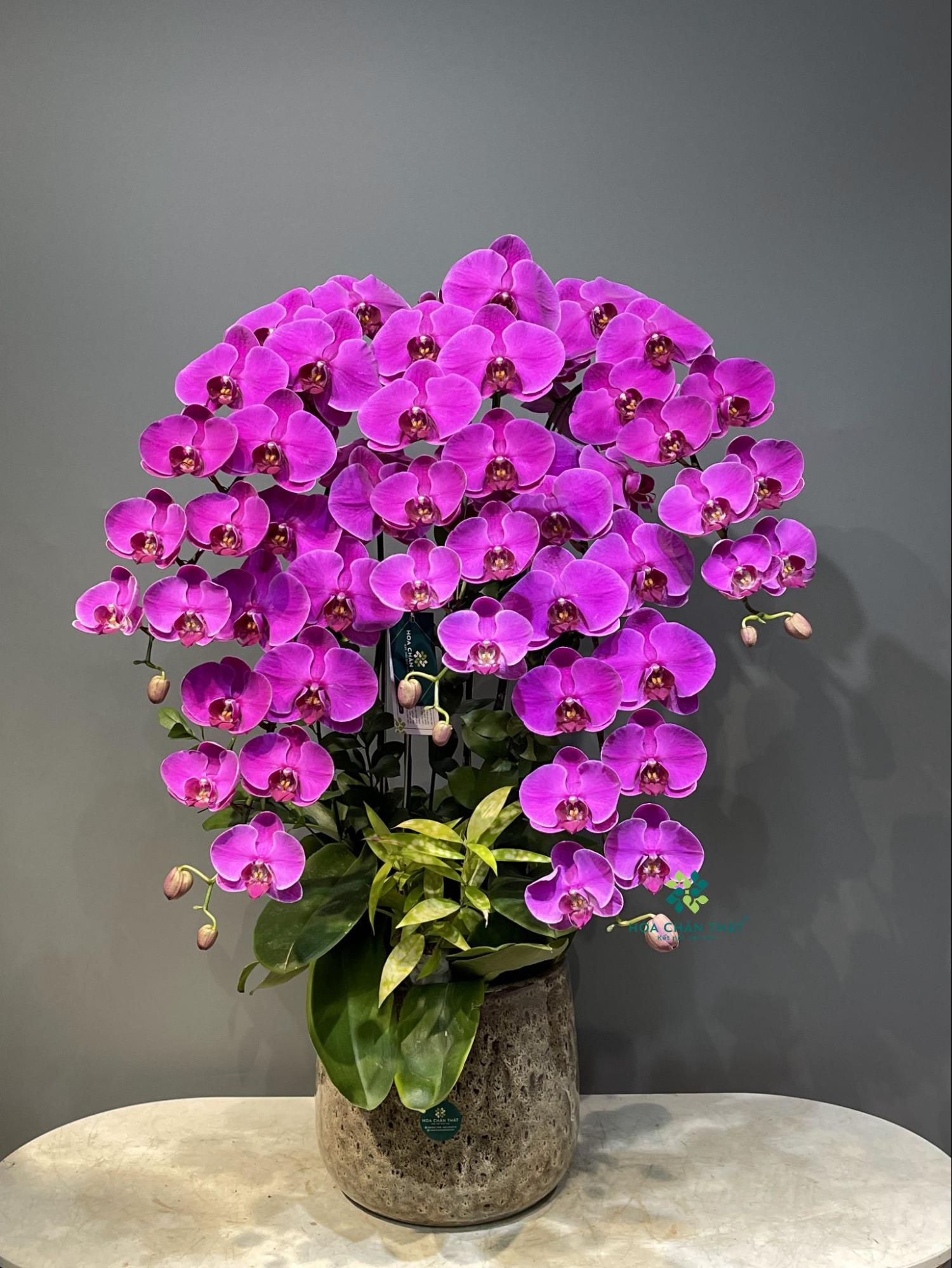 TOP 10 MẪU CHẬU HOA LAN HỒ ĐIỆP TRANG TRÍ PHÒNG KHÁCH image5 1
