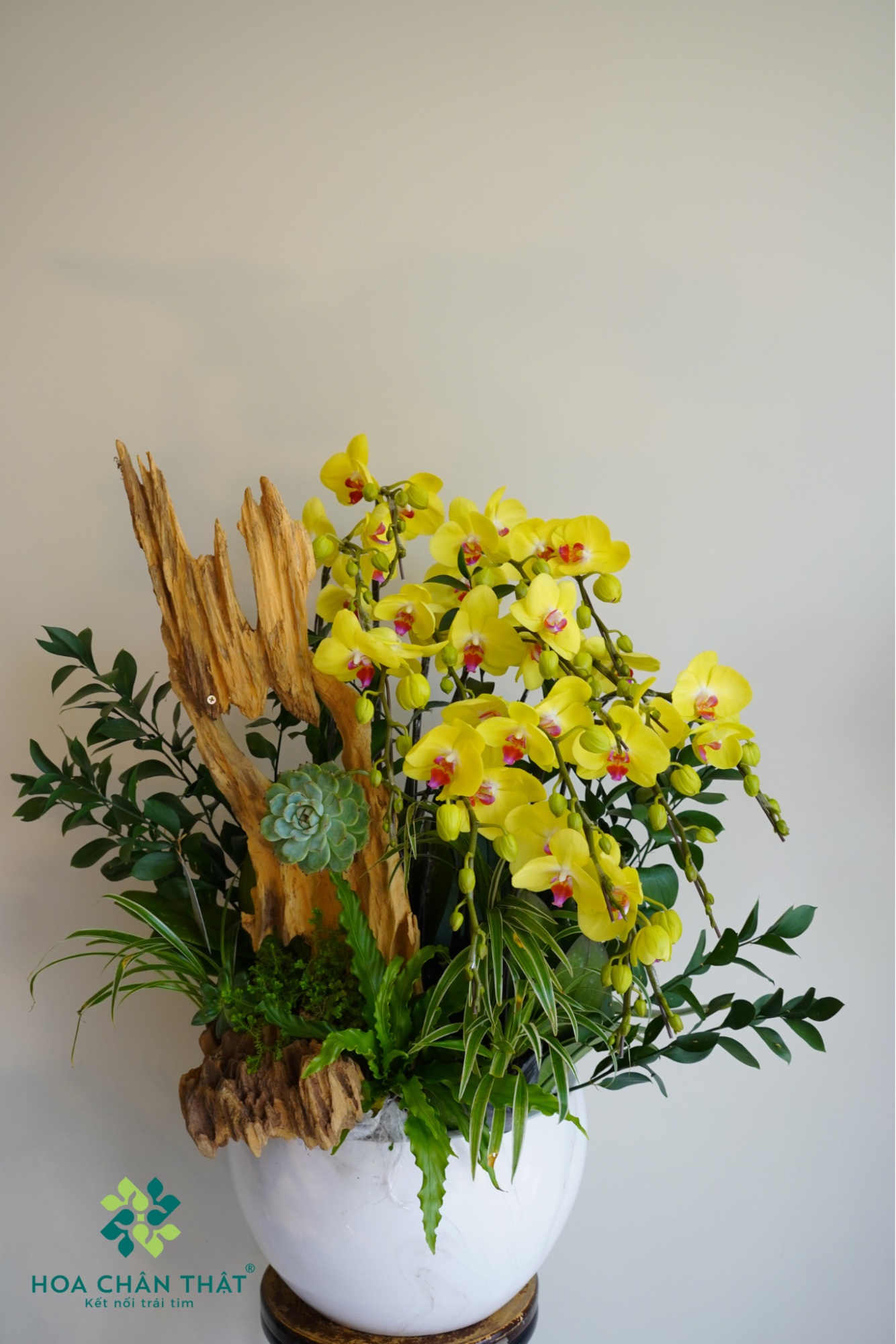 TOP 10 MẪU CHẬU HOA LAN HỒ ĐIỆP TRANG TRÍ PHÒNG KHÁCH image61