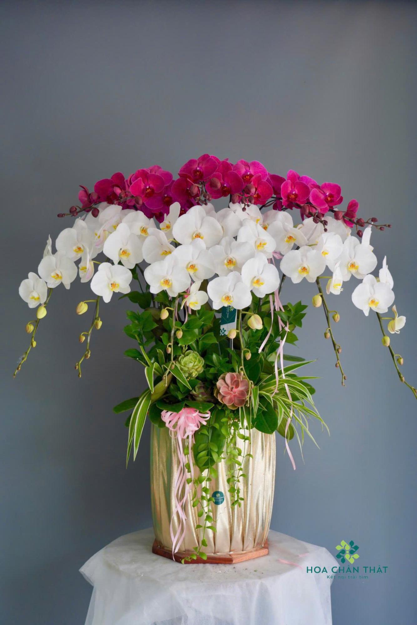 TOP 10 MẪU CHẬU HOA LAN HỒ ĐIỆP TRANG TRÍ PHÒNG KHÁCH image7 2