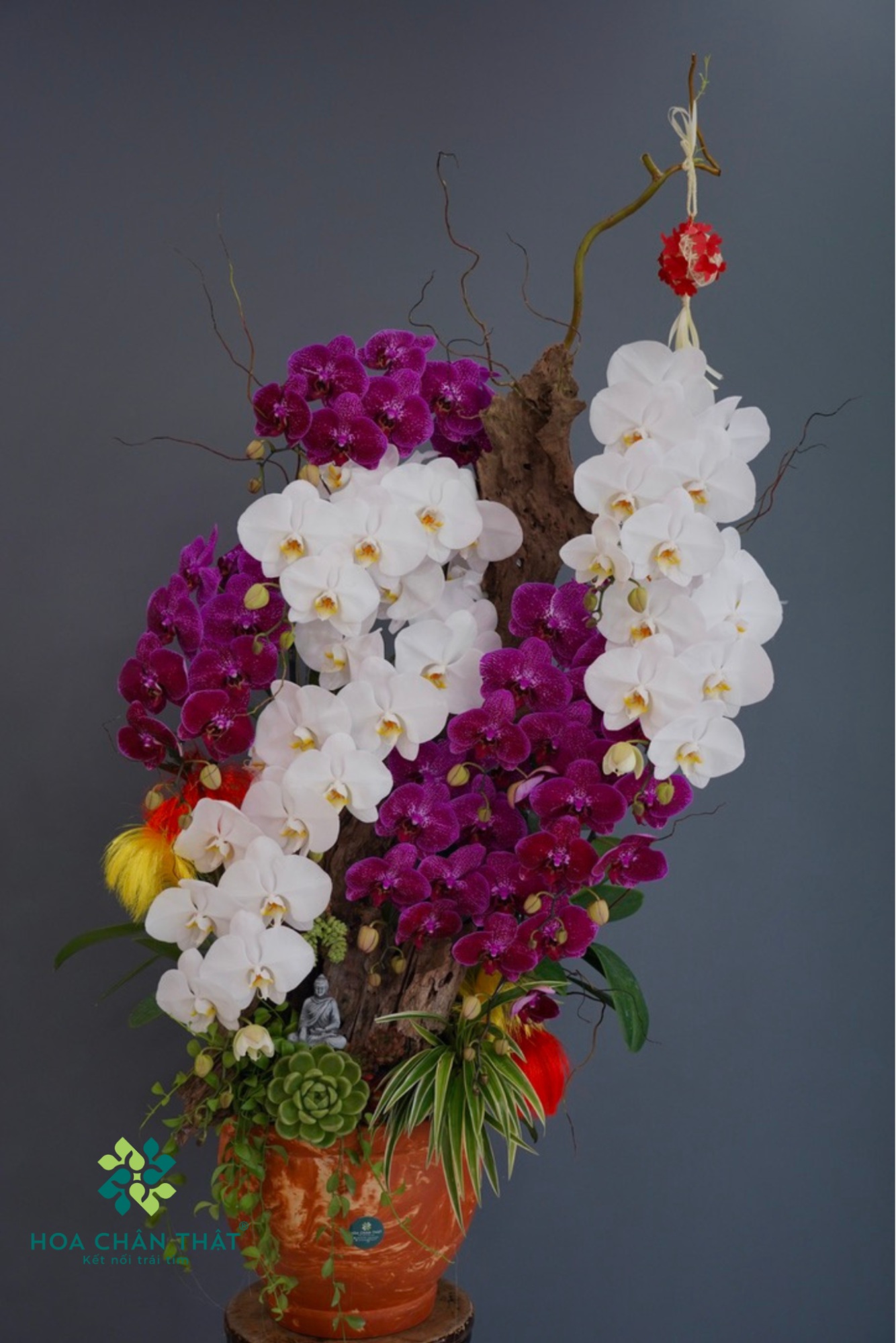 TOP 10 MẪU CHẬU HOA LAN HỒ ĐIỆP TRANG TRÍ PHÒNG KHÁCH image81
