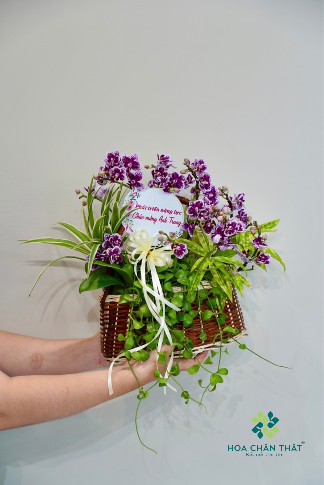 Top 5 Mẫu Hoa Lan Hồ Điệp Mini Tặng Ra Mắt Nhà Bạn Gái