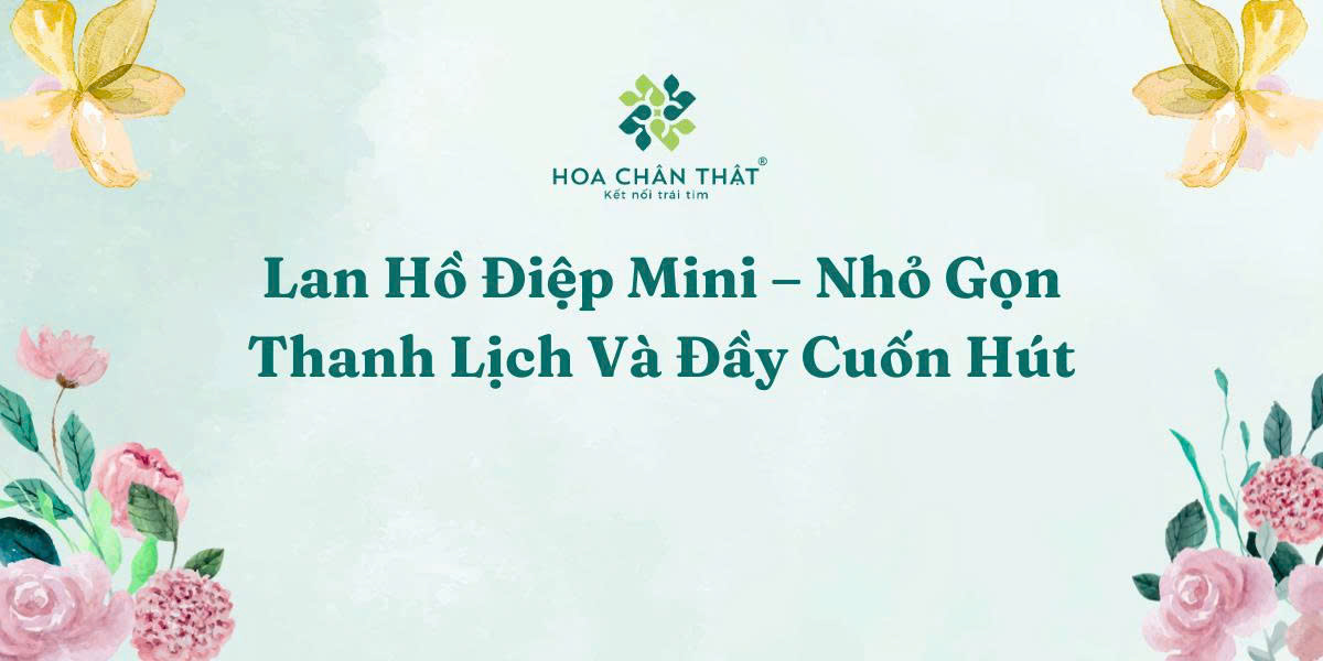 lan hồ điệp mini