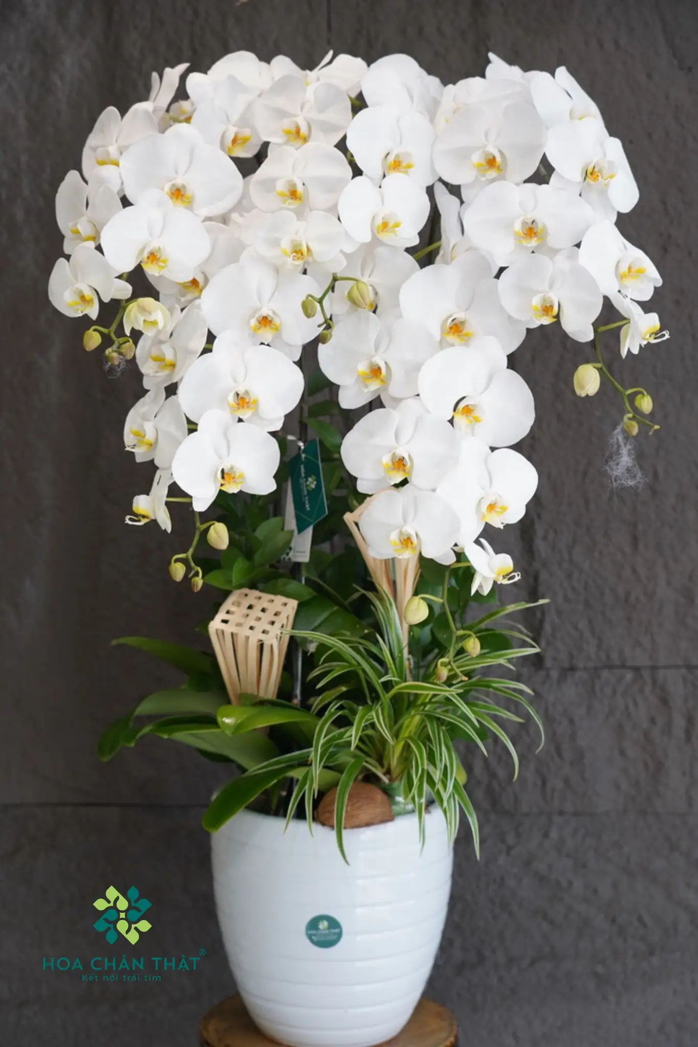 Hoa lan tặng sếp nữ: Món quà tinh tế thể hiện đẳng cấp 