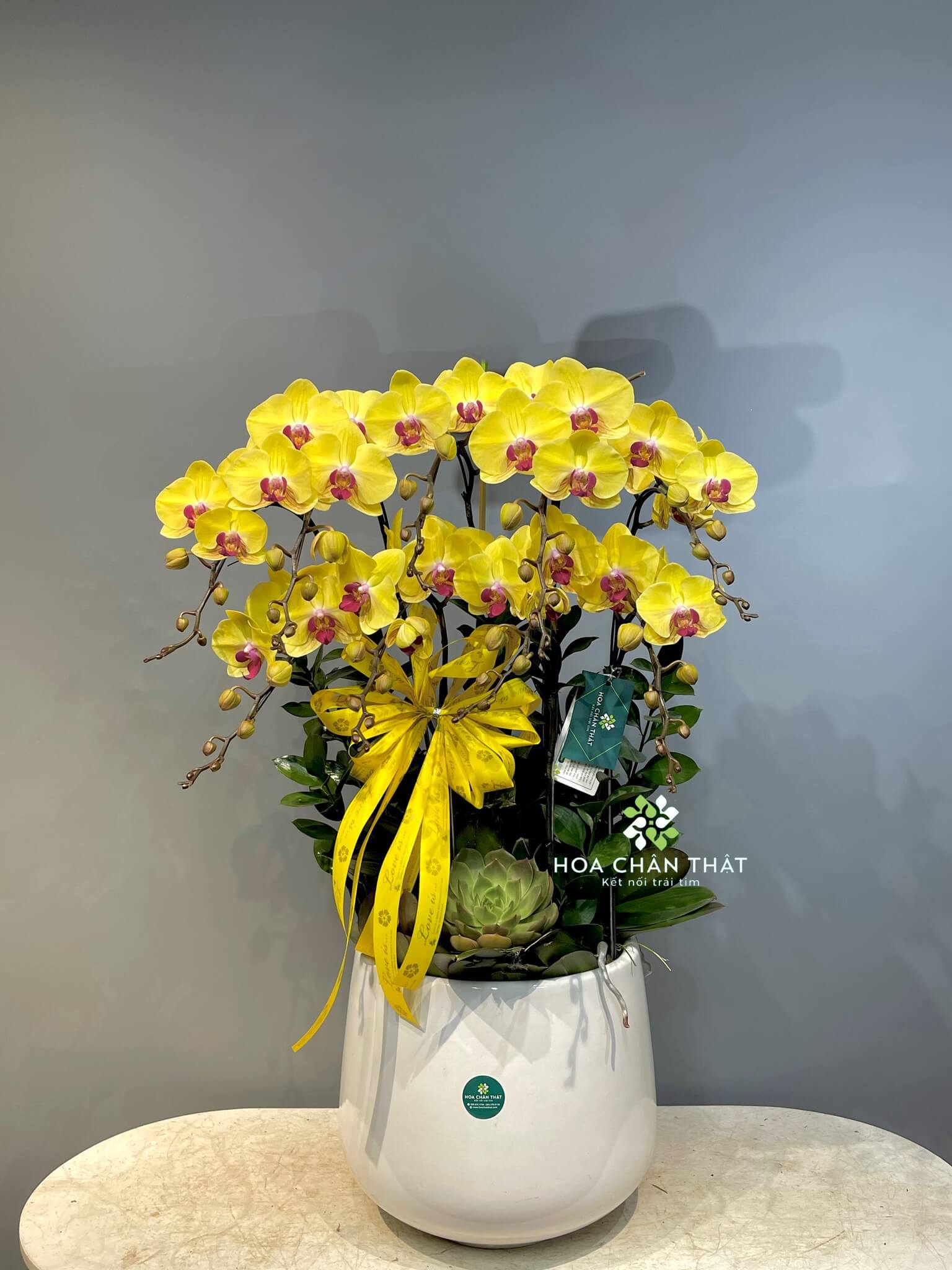 Top 5 Mẫu Hoa Lan Hồ Điệp Mini Tặng Ra Mắt Nhà Bạn Gái Top 5 Mẫu Hoa Lan Hồ Điệp Mini Tặng Ra Mắt Nhà Bạn Gái