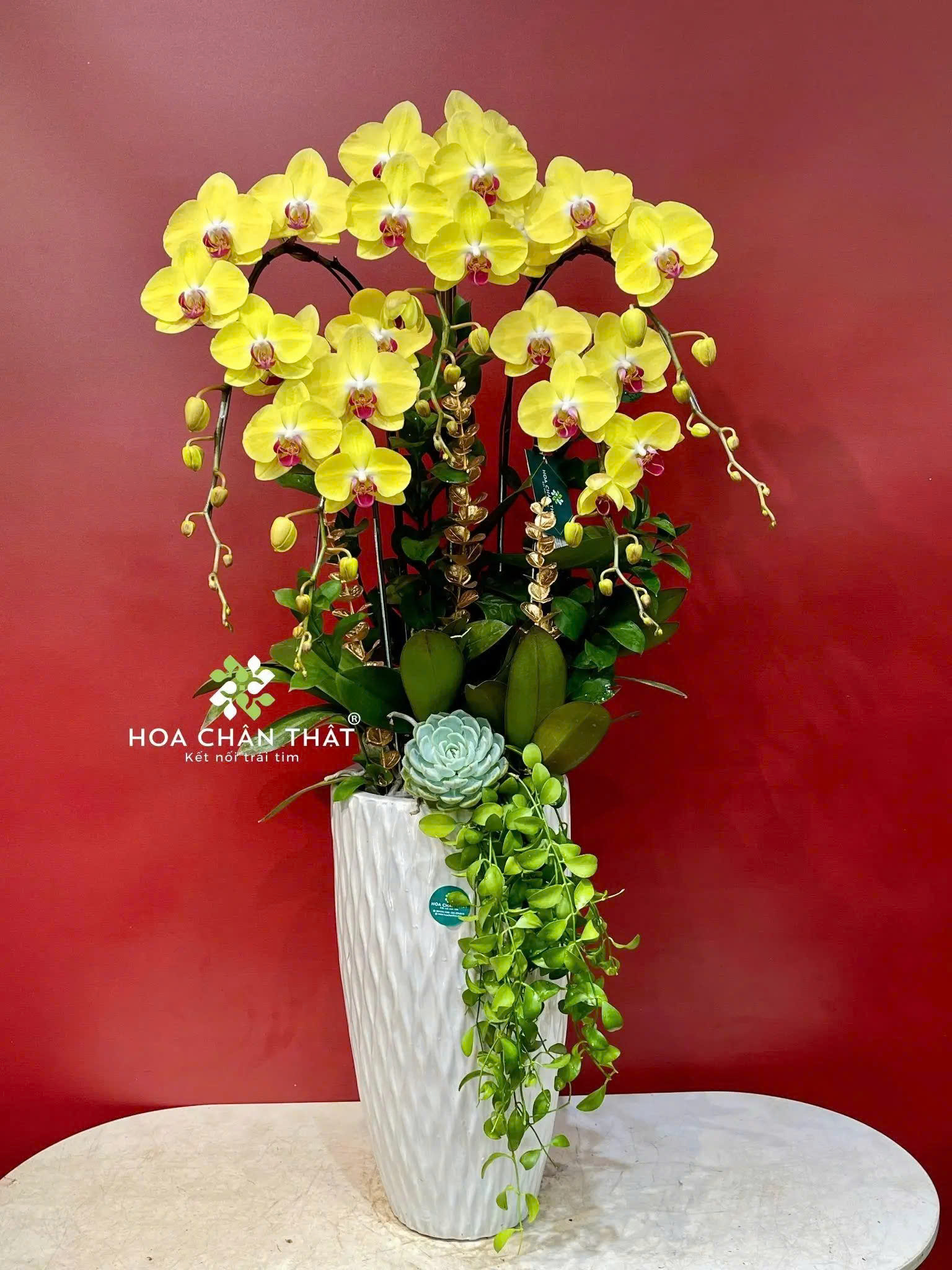 Top 5 Chậu Hoa Lan Hồ Điệp Tặng Thầy Cô – Gửi Gắm Lời Chúc z6687062898141 b3479472c4c0979ce1690042bfcc4914