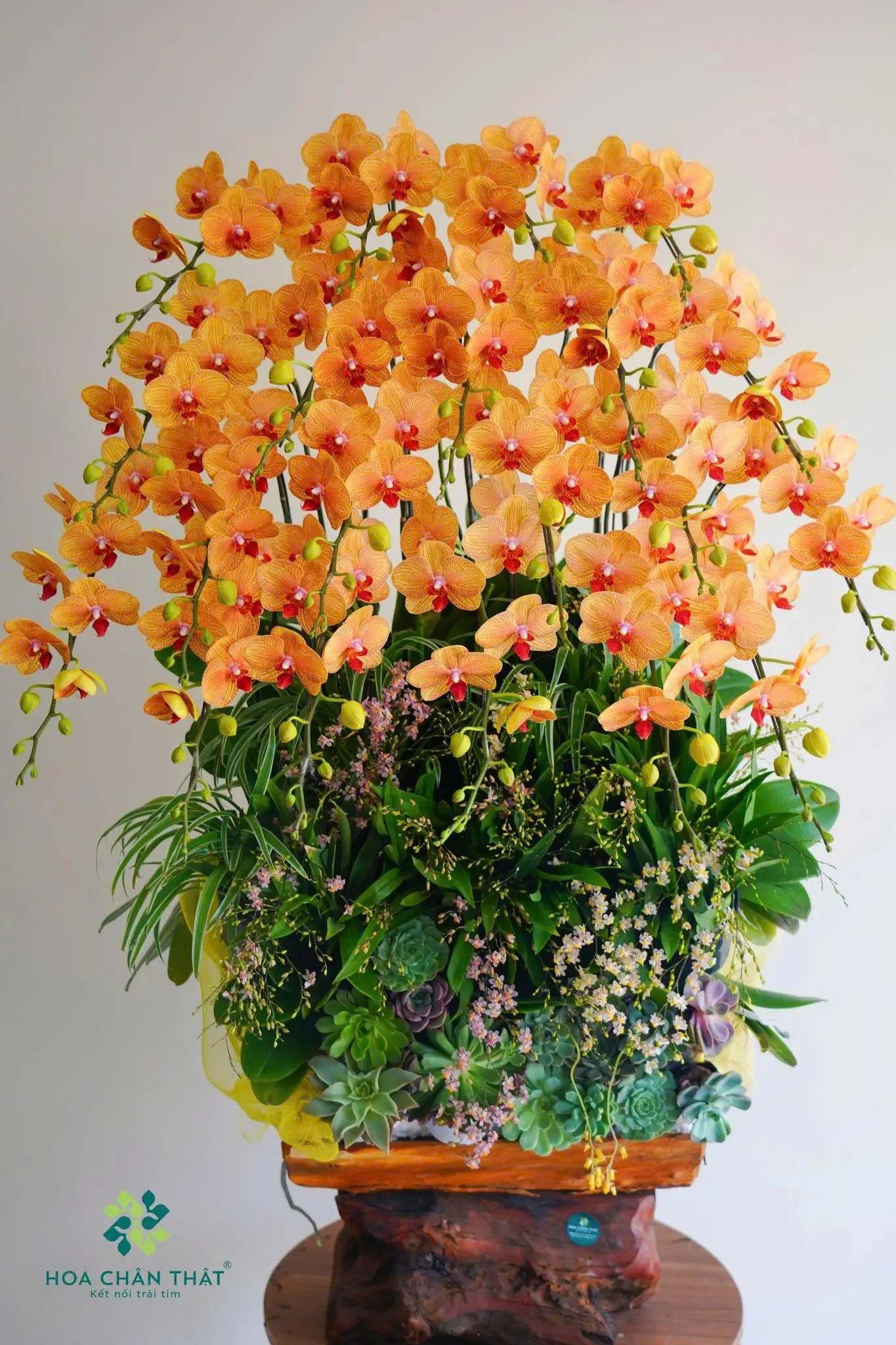 Cách phân biệt và lựa chọn màu sắc hoa lan hồ điệp phù hợp z6688933800283 7848b88f8f50c77d438d0c1f5c89a064