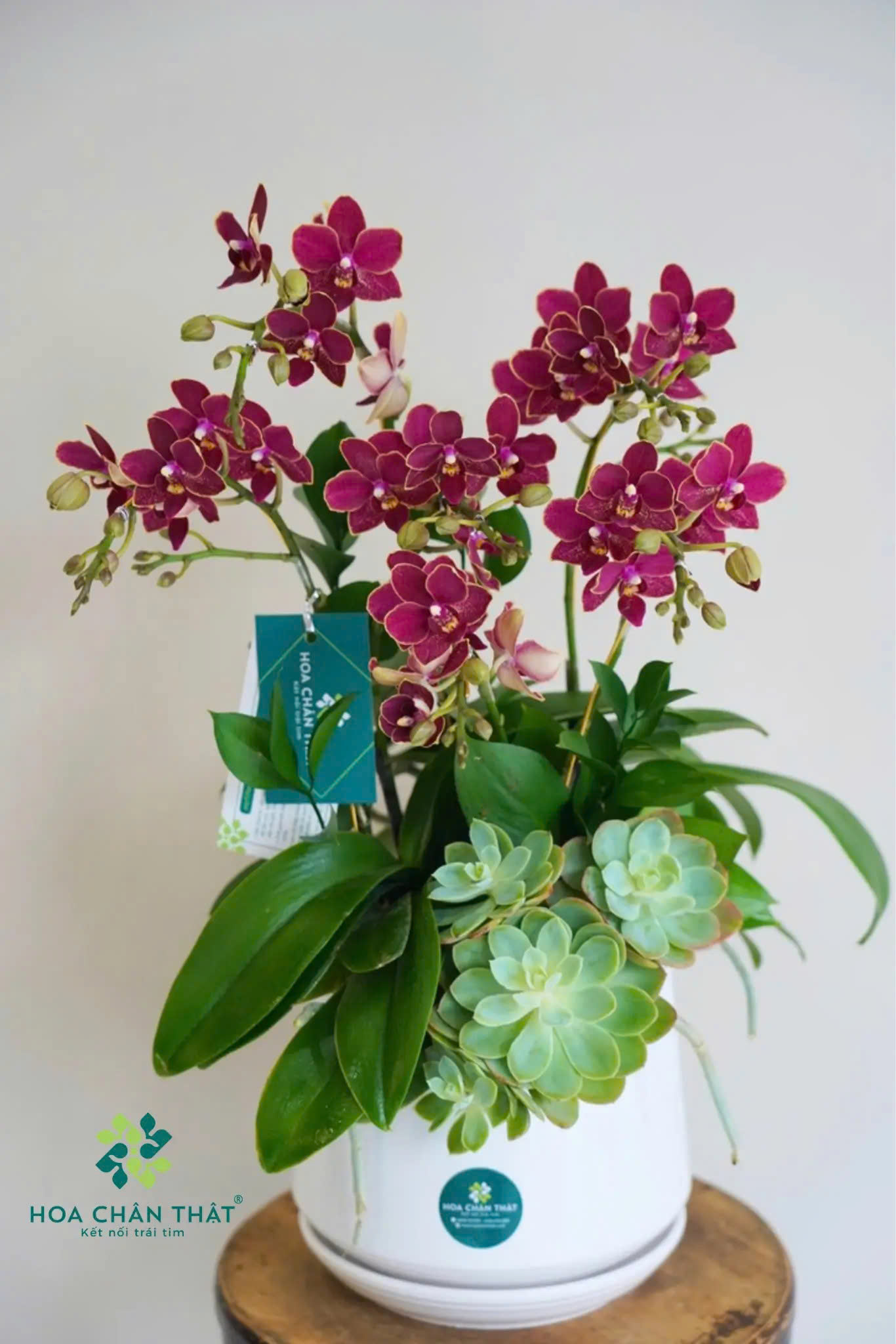 Cách phân biệt và lựa chọn màu sắc hoa lan hồ điệp phù hợp z6688933800334 5fe0a1bafad0eb299dded4f35f376615