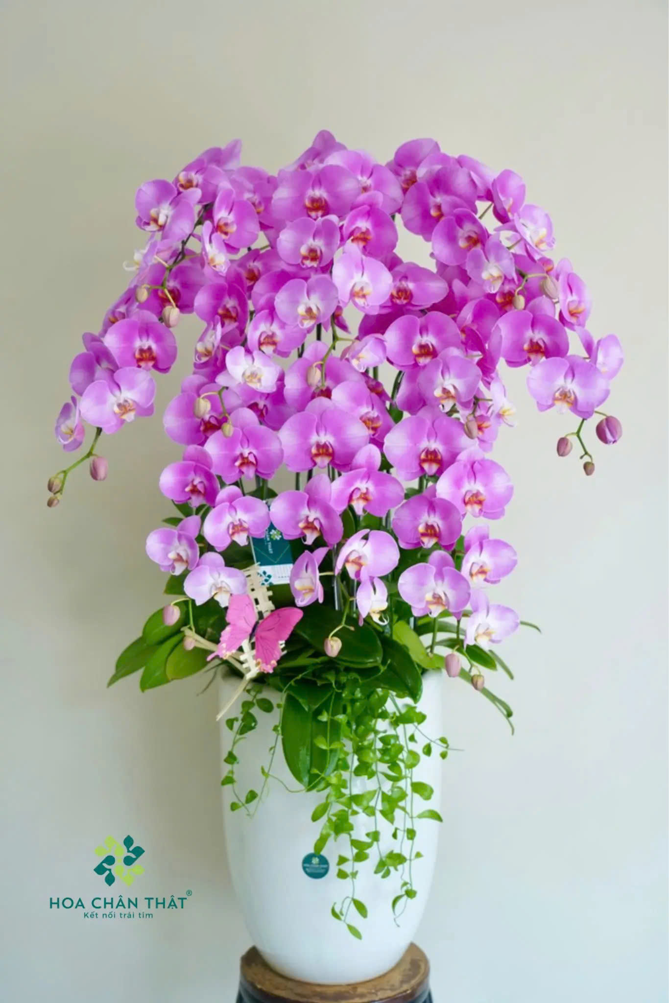 Cách phân biệt và lựa chọn màu sắc hoa lan hồ điệp phù hợp z6688933828030 4b1c402e4b622144405c744890b7fed6