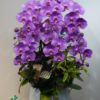 Chậu lan hồ điệp tím 6 cành - Tử Ân