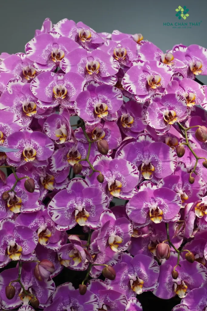 Chậu Lan Hồ Điệp Máng Lũa Hồng – Hồng Tơ