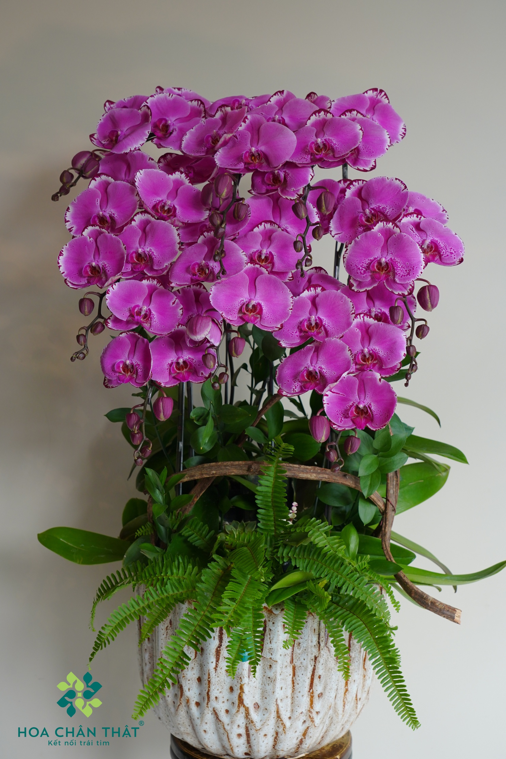 Hoa lan khai trương – Thời khắc vàng cho khởi đầu tài lộc 3