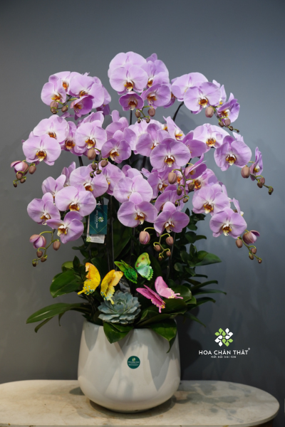 Lan Hồ Điệp Cho Mùa Vu Lan – Lời Tri Ân Cha Mẹ Cùng Hoa Chân Thật 6 1