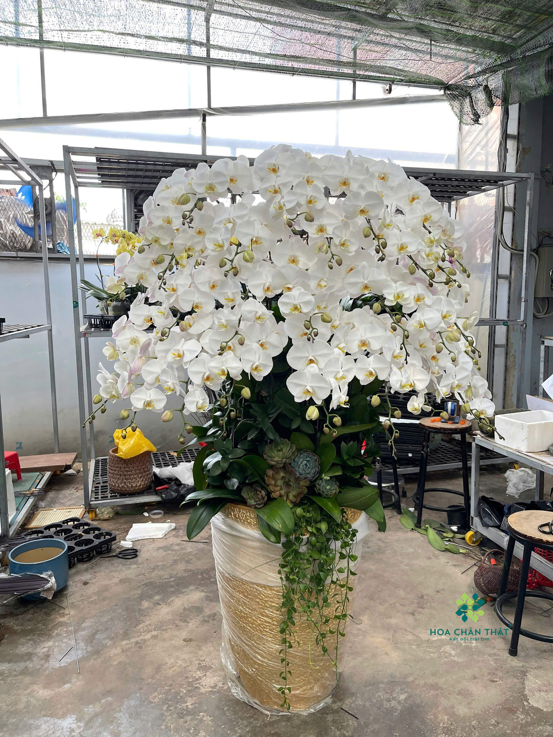 Dâng Hoa Lan Hồ Điệp – Trọn Lòng Tri Ân Đến Anh Hùng Liệt Sĩ Dâng Hoa Lan Hồ Điệp – Trọn Lòng Tri Ân Đến Anh Hùng Liệt Sĩ