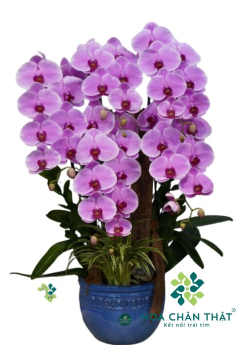 Chậu Ghép Máng Lũa Lan Hồ Điệp Hồng 5 Cành - Hồng Lũa