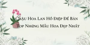 Chau Hoa Lan Ho Diep De Ban – Top Nhung Mau Hoa Dep Nhat