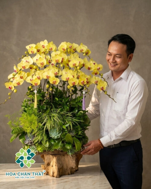 Chậu Lan Hồ Điệp Ghép Lũa Vàng 15 Cành – Kim Lũa