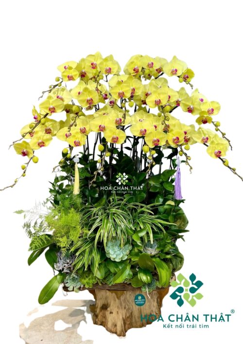 Chậu Lan Hồ Điệp Ghép Lũa Vàng 15 Cành – Kim Lũa