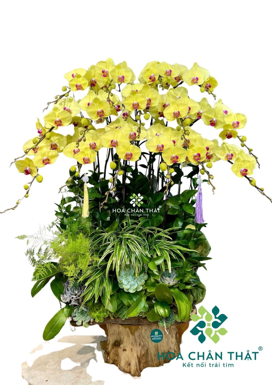 Chậu Lan Hồ Điệp Ghép Lũa Vàng 15 Cành – Kim Lũa Chau Lan Ho Diep Ghep Lua Vang 15 Canh – Kim Lua e1775811858258