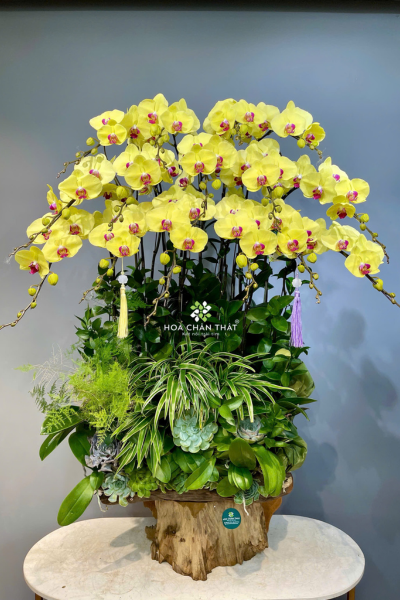 Chậu Lan Hồ Điệp Ghép Lũa Vàng 15 Cành – Kim Lũa Chau Lan Ho Diep Ghep Lua Vang 15 Canh – Kim Lua