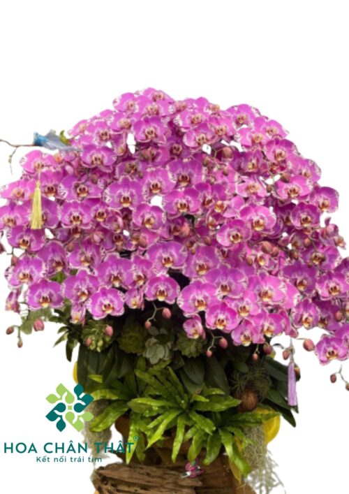 Chậu Lan Hồ Điệp Máng Lũa Hồng 30 Cành – Hồng Tơ