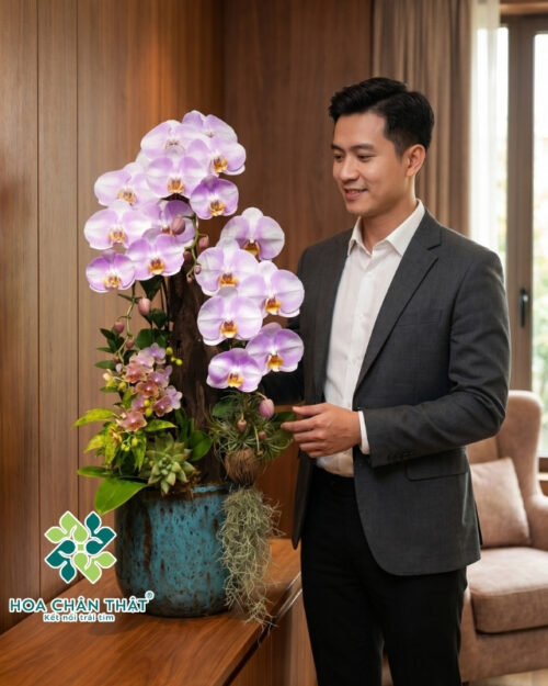 Chậu lan hồ điệp 3 cành lớn 2 cành nhỏ – Dáng Ngọc