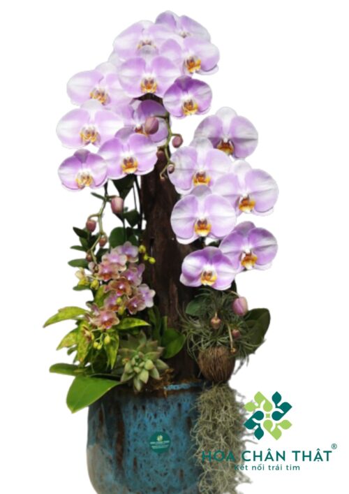 Chậu lan hồ điệp 3 cành lớn 2 cành nhỏ – Dáng Ngọc