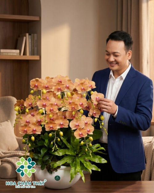 Chậu lan hồ điệp Cam Sọc 10 cành – Cam Vân