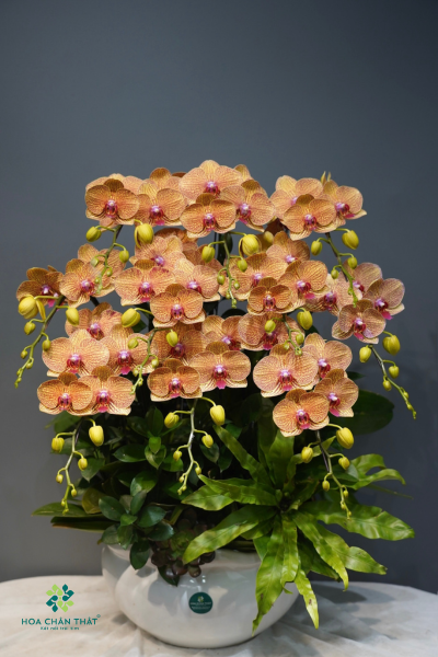 Chậu lan hồ điệp Cam Sọc 10 cành – Cam Vân