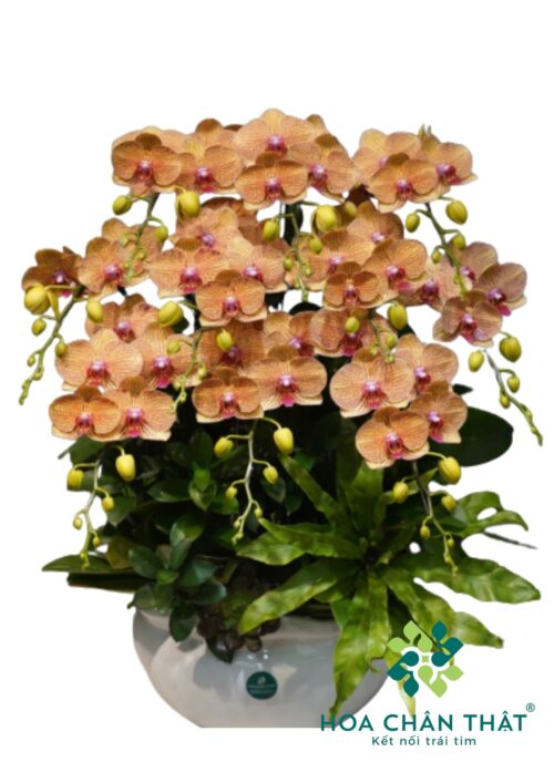 Chậu lan hồ điệp Cam Sọc 10 cành – Cam Vân