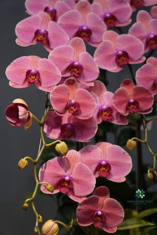 Chậu lan hồ điệp Hồng 5 cành – Hồng Ca