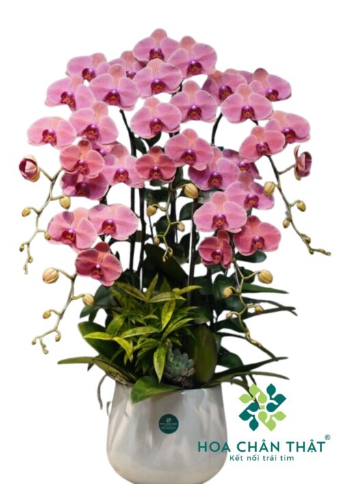 Chậu lan hồ điệp Hồng 5 cành – Hồng Ca
