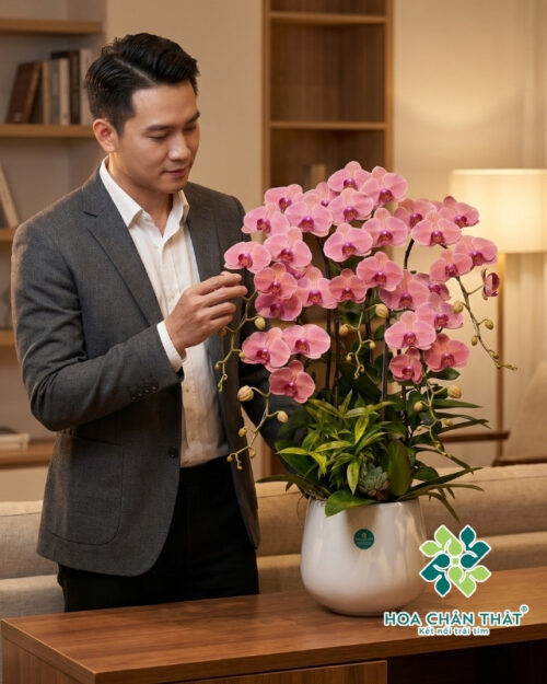 Chậu lan hồ điệp Hồng 5 cành – Hồng Ca