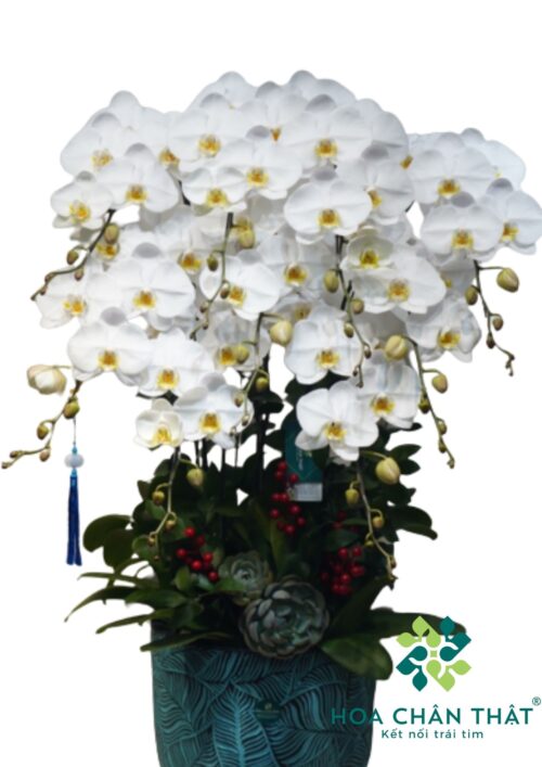 Chậu lan hồ điệp Trắng V3 10 cành – Bạch Hoa