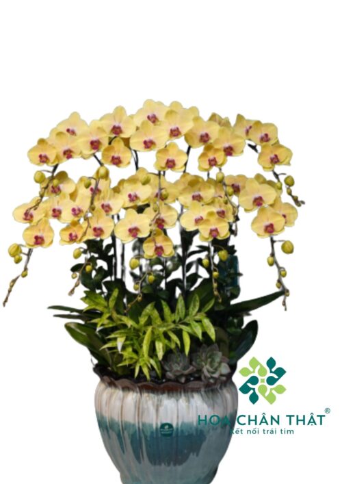 Chậu lan hồ điệp Vàng 10 cành – Dương Minh