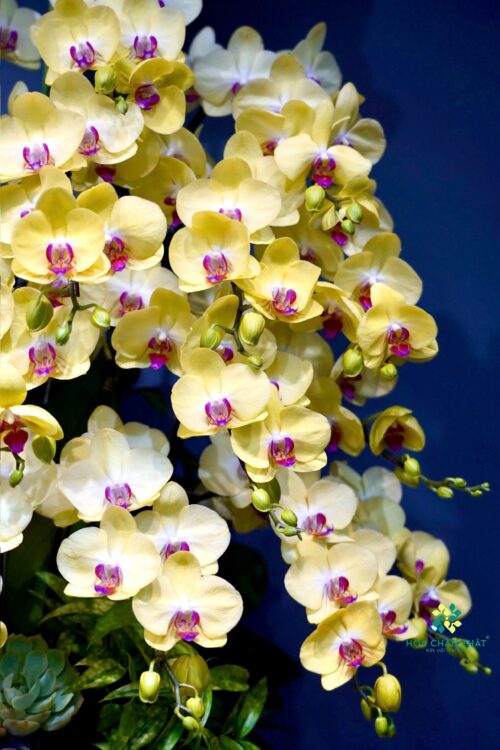 Chậu lan hồ điệp Vàng 21 cành – Kim Vỹ