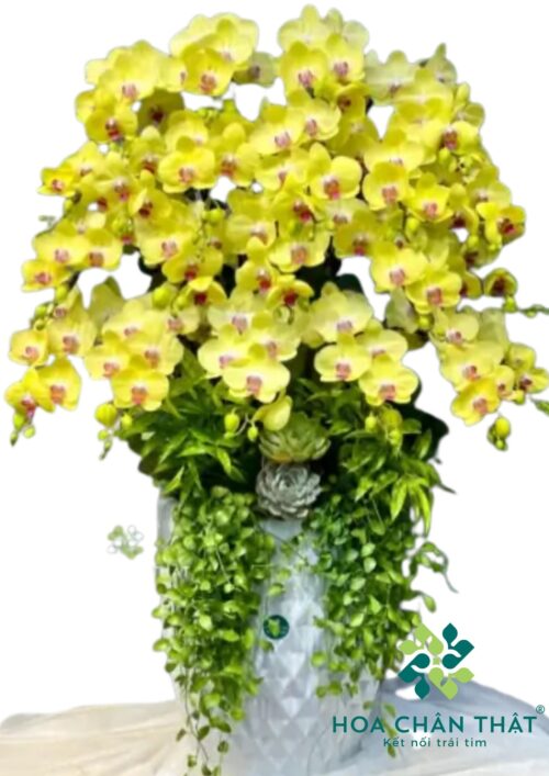 Chậu lan hồ điệp Vàng 21 cành – Kim Vỹ