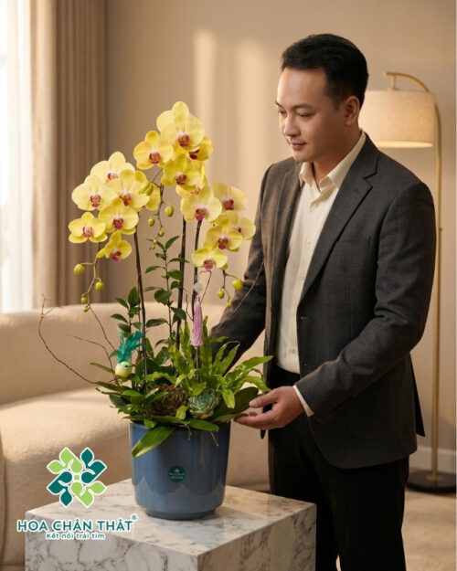 Chậu lan hồ điệp Vàng 3 cành – Kim Lộc