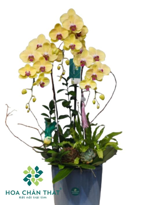 Chậu lan hồ điệp Vàng 3 cành – Kim Lộc