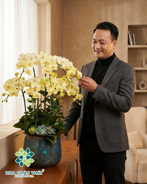 Chậu lan hồ điệp Vàng chanh 7 cành – Chanh Huy