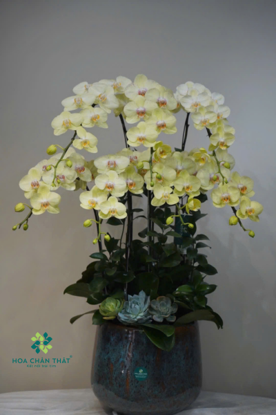 Chậu lan hồ điệp Vàng chanh 7 cành – Chanh Huy