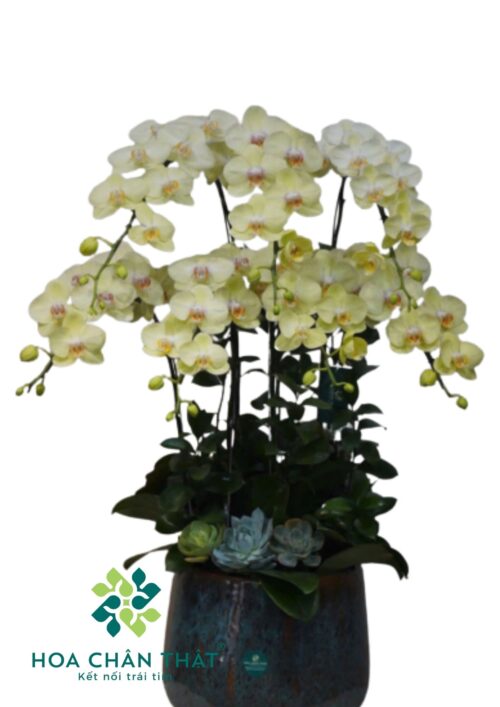 Chậu lan hồ điệp Vàng chanh 7 cành – Chanh Huy