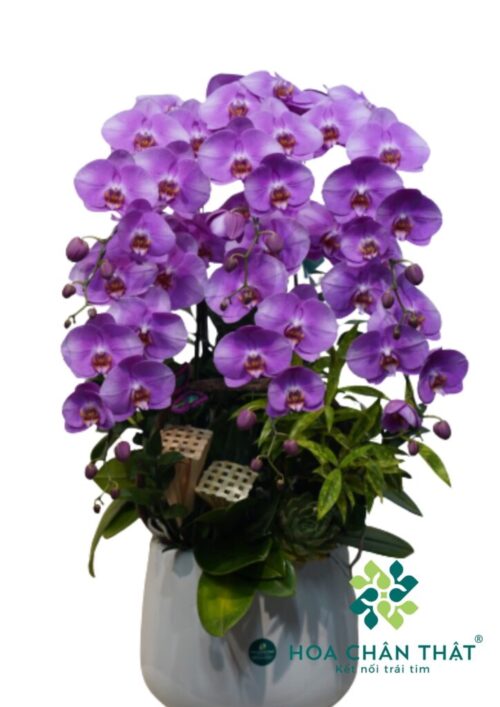 Chậu lan hồ điệp tím 6 cành vân trắng – Tử Ân