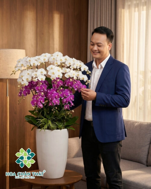 Chậu lan hồ điệp trắng 20 cành – Ngọc Sương