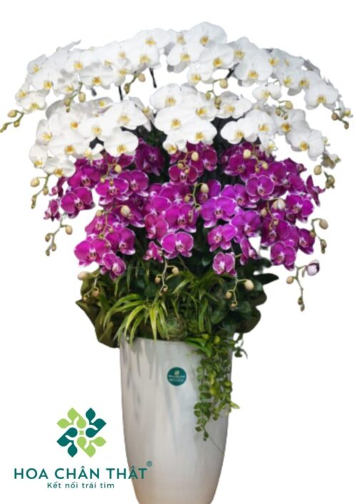 Chậu lan hồ điệp trắng 20 cành – Ngọc Sương
